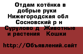 Отдам котёнка в добрые руки. - Нижегородская обл., Сосновский р-н, Сурулово д. Животные и растения » Кошки   
